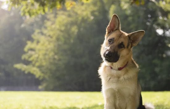 perro