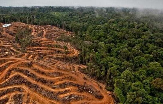 deforestación